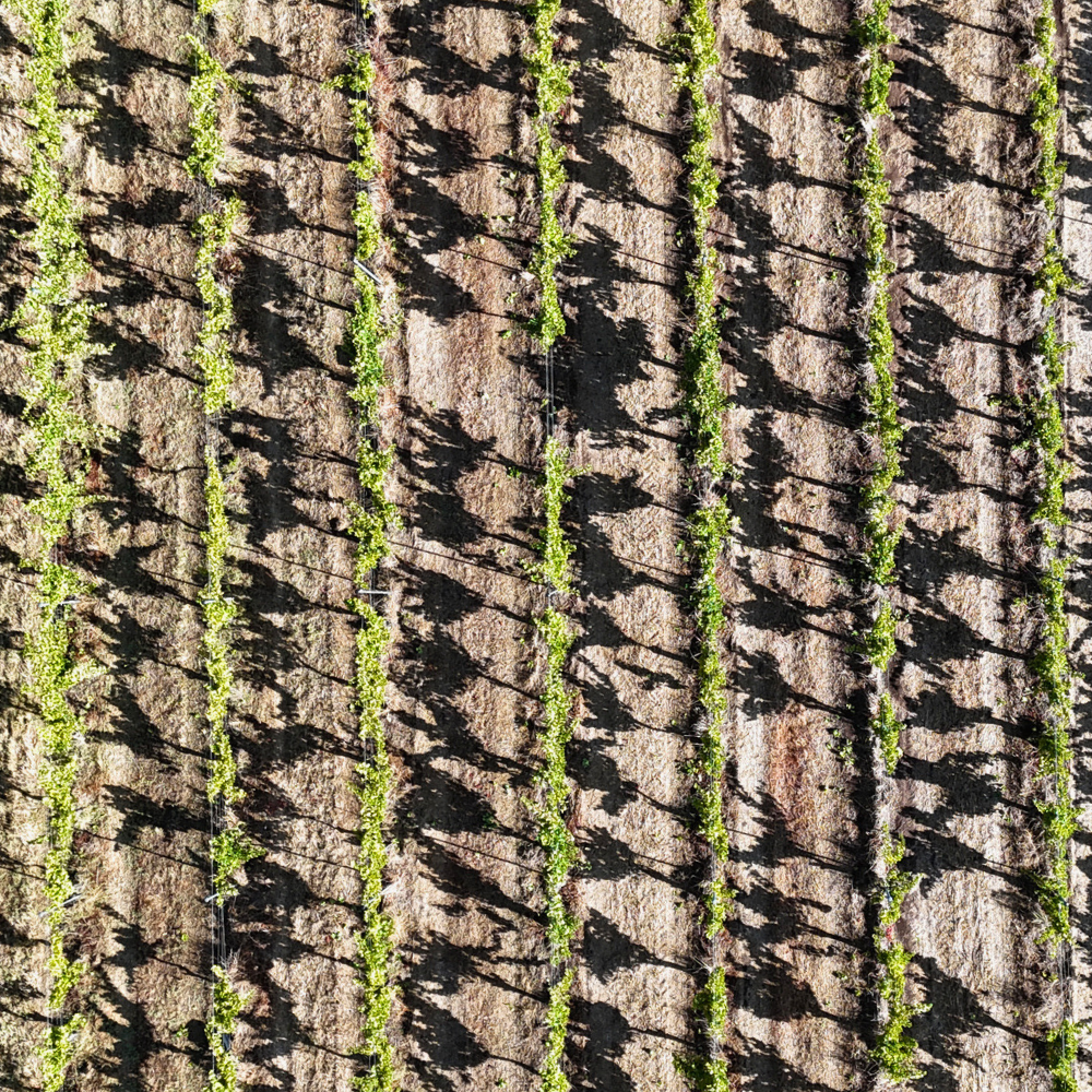 Willespie Vineyard Drone Shot