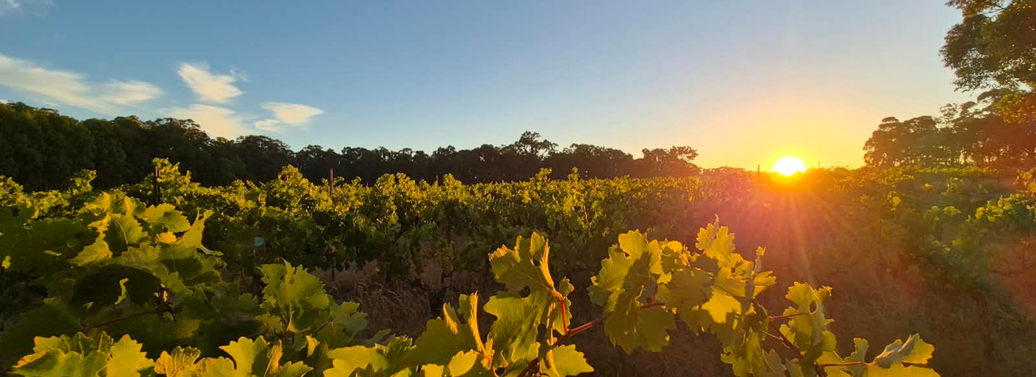 END OF VINTAGE 2026: A WORD FROM OUR WINEMAKER