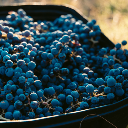 Grapes Harvested