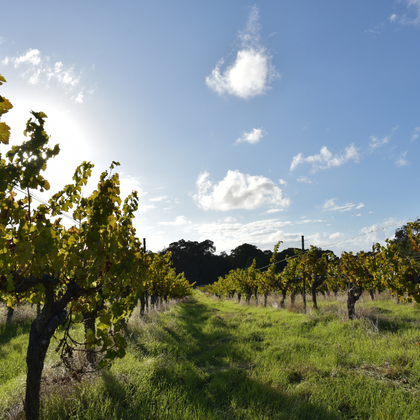 Willespie Vineyard Rows