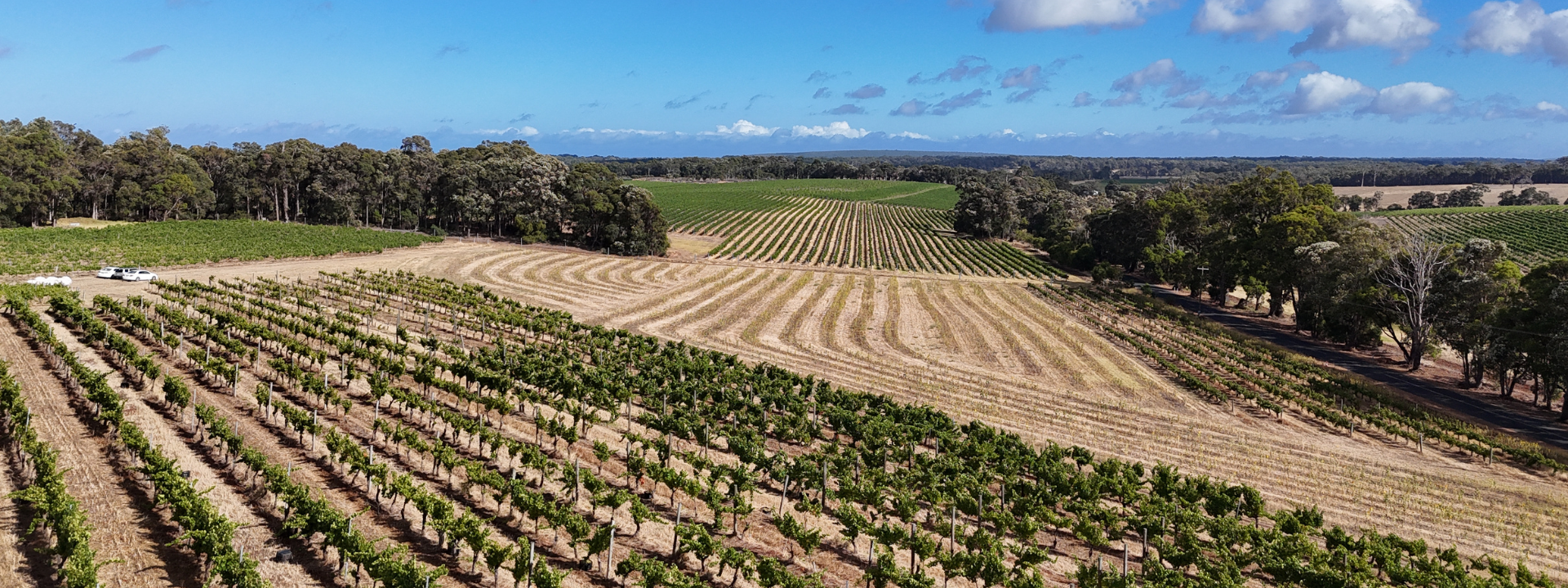 Willespie vineyard looking north